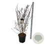 Stachyurus praecox 125-150 cm 30L extra