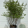Vitex agnus-castus Delta Blues 175-200 cm cont. 70L meerstammig