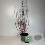 Cornus alba 'Gouchaultii' 80-100 cm 10L