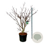 Cornus controversa 'Pagoda' 175-200 cm cont. 90L extra