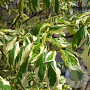 Cornus controversa 'Variegata' 200-250 cm 50L meerstammig