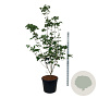 Cornus kousa 'Venus' 200-250 cm cont. 90L extra