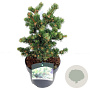 Picea pungens 'Lucky Strike' 25-30 cm