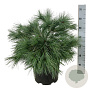 Pinus strobus 'Blue Shag' 50-60 cm 15L