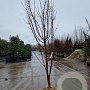 Acer griseum 250-300 cm draadkluit
