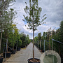 Acer tataricum ginnala 220 cm stam container 20-25
