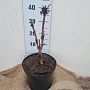 Aesculus hippocastanum 40-60 cm 7,5L