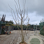 Albizia julibrissin 250-300 cm draadkluit meerstammig solitair