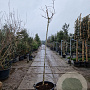 Albizia julibrissin 200 cm stam container 8-10