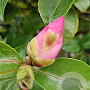 Camellia sasanqua 80 cm stam container kroon 100-125