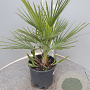 Chamaerops humilis 40-50 cm 6L