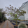 Clerodendrum trichotomum 200-250 cm container struik solitair