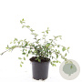 Cotoneaster lacteus GM C1.3