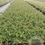 Cotoneaster radicans 'Eichholz' GM P9