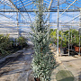 Eucalyptus gunnii Azura 200-250 cm 35L