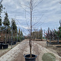 Nothofagus antarctica 200-225 cm 30L