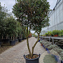 Osmanthus heterophyllus 160-180 cm container solitair
