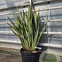 Phormium tenax 80-100 cm 35L