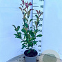 Photinia fraseri 'Red Robin' 60-80 cm 5,0L