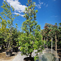Quercus hispanica 'Fulhamensis' 300-350 cm container meerstammig