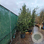 Quercus ilex 200-250 cm 50L