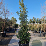 Quercus ilex 250-300 cm container meerstammig 3 stam