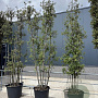 Quercus ilex 350-400 cm cont. 130L meerstammig