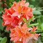Rhododendron (AM) 'Von Gneist' 50-60 cm 5,0L