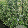 Trachelospermum jasminoides 175-200 cm 10L