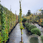 Wisteria floribunda 200-250 cm 10L