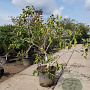 Ficus carica 125-150 cm container meerstammig