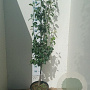 Pyrus c. 'Conference' halfstam 15L