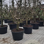 Pyrus c. 'Gieser Wildeman' 30-40 cm cont. 180L solitair najaarspotting