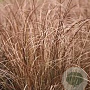Carex comans 'Bronco' GM 2,0L