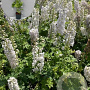 Delphinium 'Magic Fountains White' GM 2,0L