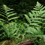 Dryopteris goldiana GM 2,0L