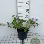 Geranium 'Azure Rush' GM 2,0L