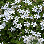 Isotoma fluviatilis 'Alba' GM P9