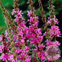 Lythrum salicaria GM P9