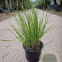 Molinia caerulea 'Heidebraut' GM 2,0L