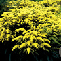 Solidago 'Strahlenkrone' GM 2,0L