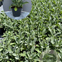 Stachys byzantina GM 2,0L