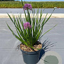 Allium 'Millenium' GM C3