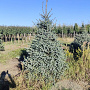 Abies pinsapo 'Glauca' 250-300 cm draadkluit