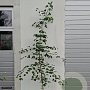 Ginkgo biloba 175-200 cm 7,5L gebonden vertakt