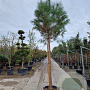 Pinus pinea 180 cm stam container 25-30
