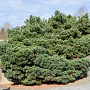 Pinus strobus 'Blue Shag' 40-50 cm met kluit