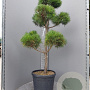 Pinus sylvestris 140-160 cm container bonsai