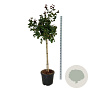 Corylus 'Red Majestic' 90 cm stam cont. 55L extra