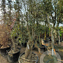 Quercus suber 350-400 cm cont. 230L meerstammig